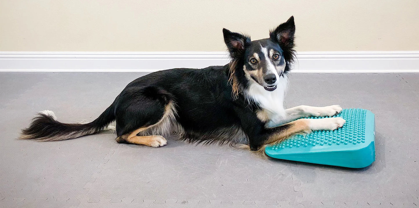 FitPAWS® Ramp (Aqua)