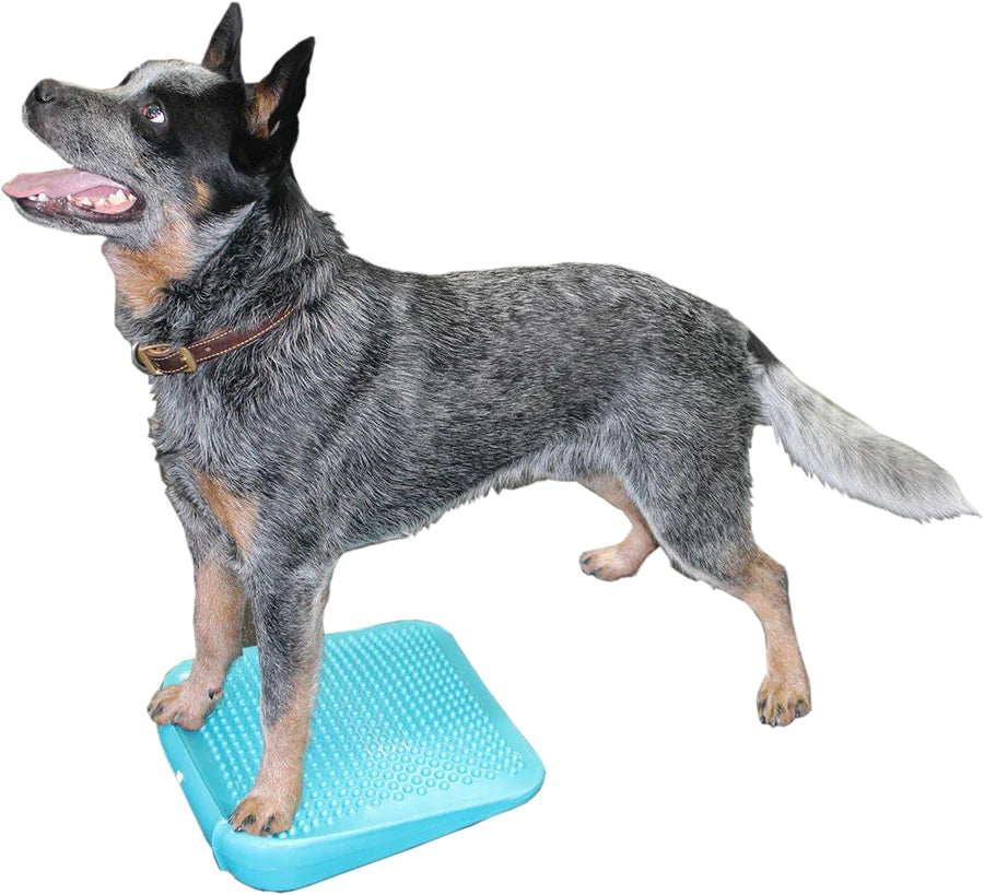 FitPAWS® Ramp (Aqua)