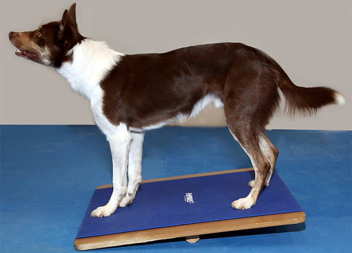 FitPAWS® Giant Rocker Board 30" x 30"