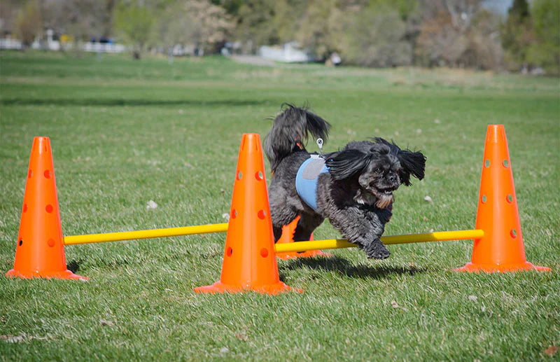 FitPAWS® Hurdle Set