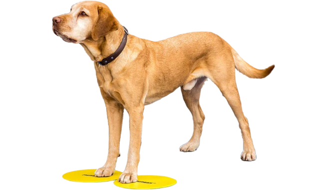 FitPAWS® Targets (Set of 4, Assorted colors)