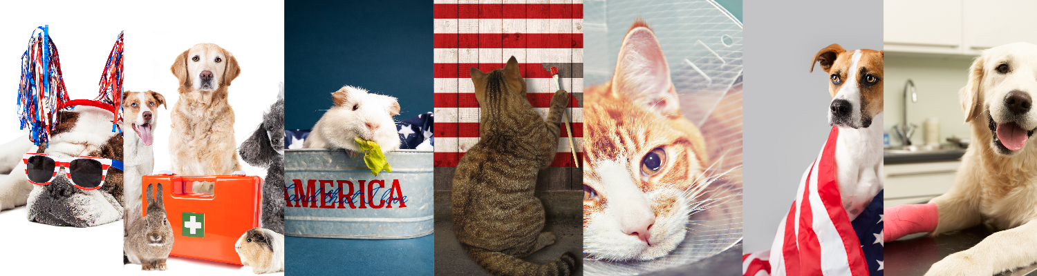 Pet Safety Tips for a Happy 4th of July Celebration – PAC Pet