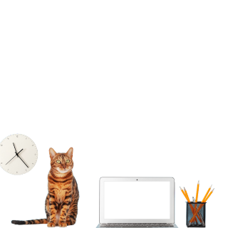 Cat sitting at a desk for PAC Supplies Page Link