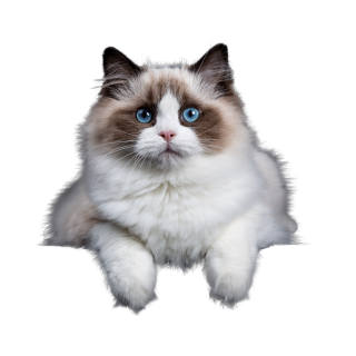 Image of Cat for Pet Insurance Products