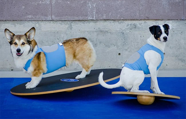 FitPAWS® Wobble Board (2 sizes)