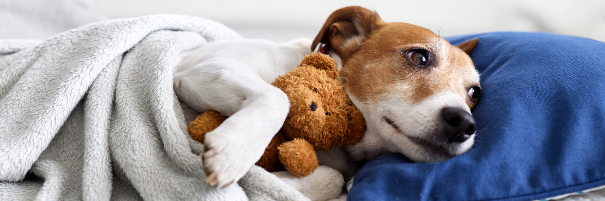 Hospice & End of Life Services for Pets in Tarzana, CA PAC Pet