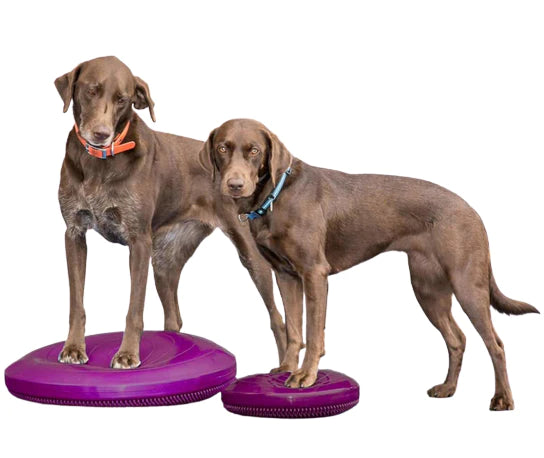 FitPAWS® Balance Disc