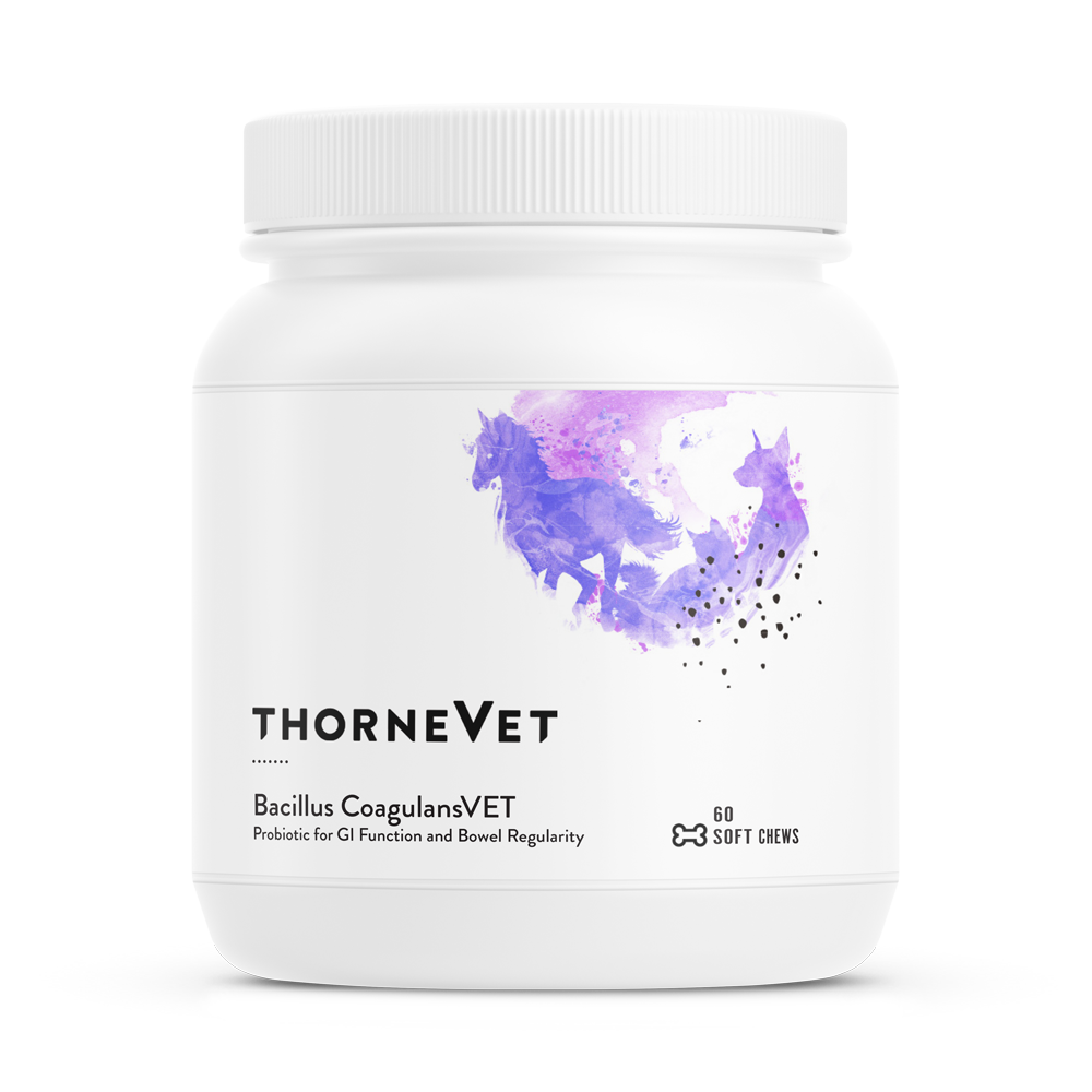 Thorne Vet: Bacillus CoagulansVET (60 soft chew bottle)